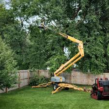 Tree and Shrub Care in Maysville, GA